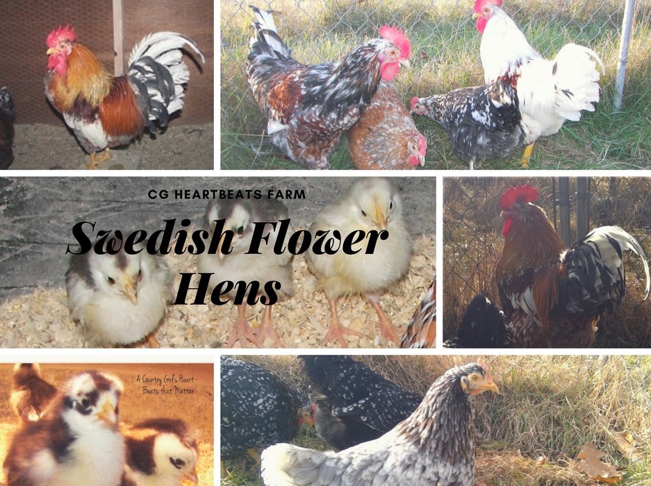 Swedish Flower Hen A Country Girl's Heart Beats that Matter